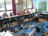 Animation "Animaux domestiques"